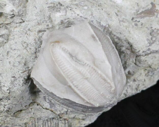 Blastoid (Pentremites) Fossil - Illinois #20874